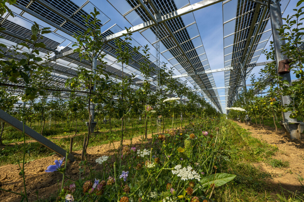 Agri-Photovoltaik Test-Anlage, auf über 3000 Quadratmetern wurde eine Apfelplantage mit zwei unterschiedlichen Systemen von PV-Modulen überdacht, Regen und Sonnenlicht kommt durch, Gleichzeitig Schutz vor Hagel und Starkregen, daneben stehen die gleichen Bäume aber ohne Solardach, als Vergleichsobjekt, wie sich das PV-Dach auf die Bäume und Ernte auswirkt, begleitet wird der Feldversucht vom Fraunhofer-Institut für Solare Energiesysteme ISE, Bienenfreundliche Wildblumen Pflanzung zwischen den Baumreihen, in Grafschaft-Gelsdorf, Rheinland-Pfalz, Deutschland, Agri-Photovoltaik *** Agri photovoltaic test plant, on more than 3000 square meters, an apple orchard was covered with two different systems of PV modules, rain and sunlight comes t