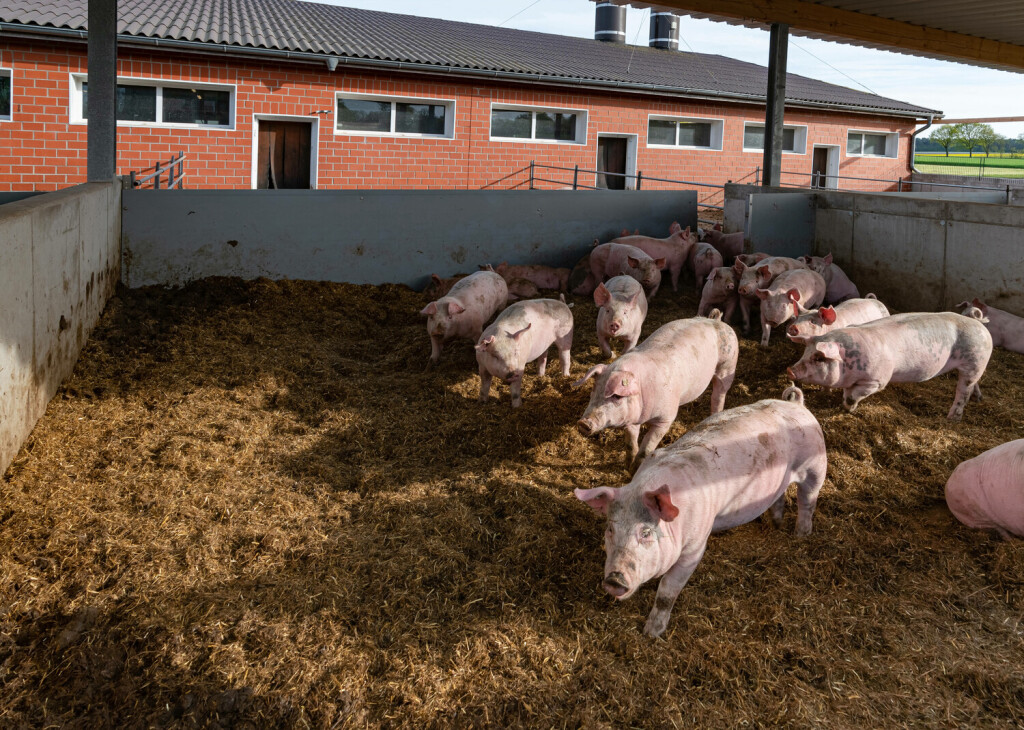 RECORD DATE NOT STATED Tierwohl - Mastschweine geniessen das Leben im eingestreuten und überdachten Liegebereich eines Tierwohl - Stalles. Mehr Tierwohl geht fast nicht. Der Junglandwirt Henrik Albers in Kirchdorf bietet seinen Ferkeln und Mastschweinen nach einem aufwendigen Umbau ein großräumiges Platzangebot sowohl im Innenbereich als auch im Bewegungsbereich unter freiem Himmel. Zusätzlich gibt es einen mit Stroh eingestreuten und überdachten Liegebereich. Hier haben die Tiere die Möglichkeit, neben Stroh auch anderes Rauhfutter wie Grassilage aufzunehmen und sich damit zu beschäftigen. Landkreis Diepholz Niedersachsen Deutschland *** Tierwohl Fattening pigs enjoy life in the littered and covered lying area of an Tierwohl barn More animal welfare alm