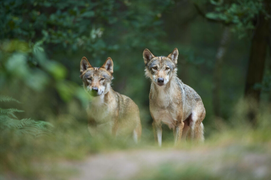Europäischer Wolf Canis lupus, zwei Tiere im Wald, Sommer, Deutschland, Europa *** European Wolf Canis Lupus , Two Animals at Forest, Summer, Germany, Europe Copyright: imageBROKER/RaimundxLinke ibxrde09422817.jpg Bitte beachten Sie die gesetzlichen Bestimmungen des deutschen Urheberrechtes hinsichtlich der Namensnennung des Fotografen im direkten Umfeld der Veröffentlichung
Bild: Imago / Imagebroker