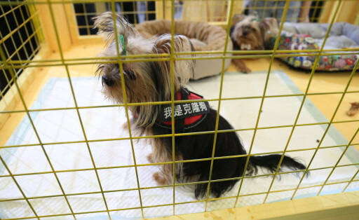 Cloned Cats And Dogs at the Asian Pet Show in Shanghai SHANGHAI, CHINA - AUGUST 18, 2023 - Cloned dogs from Beijing Sino