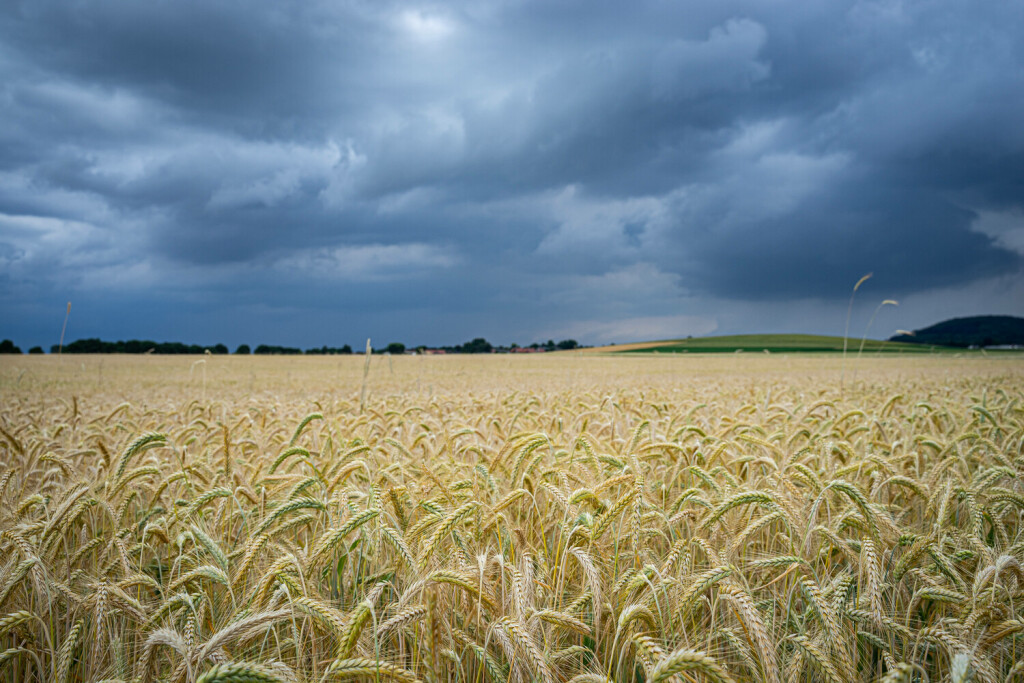 Ackerbau - heranreifender Triticalebestand bei Regenwetter, Symbolbild. Im Juli und August werden Gerste, Raps, Triticale, Roggen und Weizen meist in dieser Reihenfolge gedroschen. Dank moderner, klimatisierter Landtechnik können im Gegensatz zu früher wenige Menschen schlagkräftig in kurzer Zeit große Flächen abernten. Das ist praktizierter Klimaschutz und garantiert günsige Preise beim Rohstoff Getreide. Region Weser-Ems Niedersachsen Deutschland *** In July and August, barley, rapeseed, triticale, rye and wheat are usually threshed in this order Thanks to modern, air-conditioned agricultural technology, in contrast to the past, a small number of people can harvest large areas of land in a short time This is climate protection in p