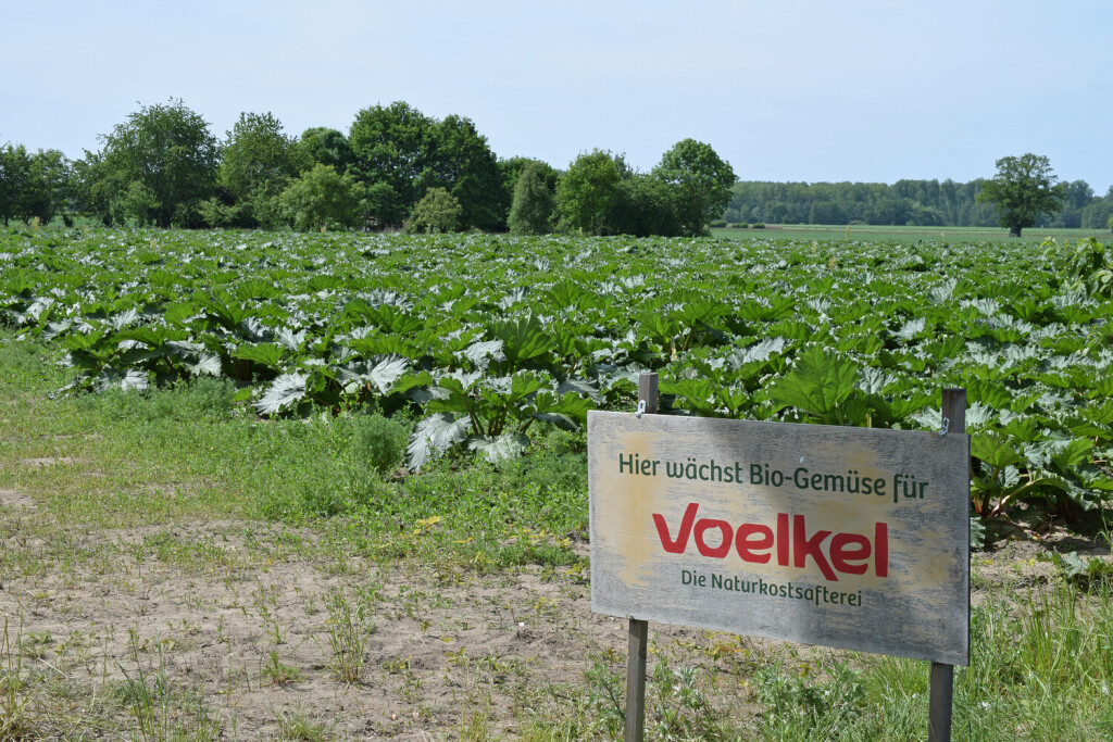 Rhabarberfeld Deutschland/ Niedersachsen/ Wendland/ bei Güstritz/ Rhabarberanbau/ Rhabarberfeld für den Ökosafthersteller Voelkel/ im Vordergrund ein Hinweisschild des Fruchtsaftherstellers/ im Hintergund der Rhabarber/ biologische Landwirtschaft/ Biolandbau/ Ökolandbau *** Rhubarb field Germany Lower Saxony Wendland near Güstritz rhubarb cultivation rhubarb field for the eco juice producer Voelkel in the foreground a sign of the fruit juice producer in the background the rhubarb organic agriculture organic agriculture organic agriculture