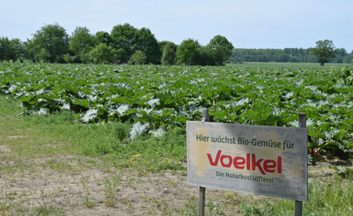 Rhabarberfeld Deutschland/ Niedersachsen/ Wendland/ bei Güstritz/ Rhabarberanbau/ Rhabarberfeld für den Ökosafthersteller Voelkel/ im Vordergrund ein Hinweisschild des Fruchtsaftherstellers/ im Hintergund der Rhabarber/ biologische Landwirtschaft/ Biolandbau/ Ökolandbau *** Rhubarb field Germany Lower Saxony Wendland near Güstritz rhubarb cultivation rhubarb field for the eco juice producer Voelkel in the foreground a sign of the fruit juice producer in the background the rhubarb organic agriculture organic agriculture organic agriculture