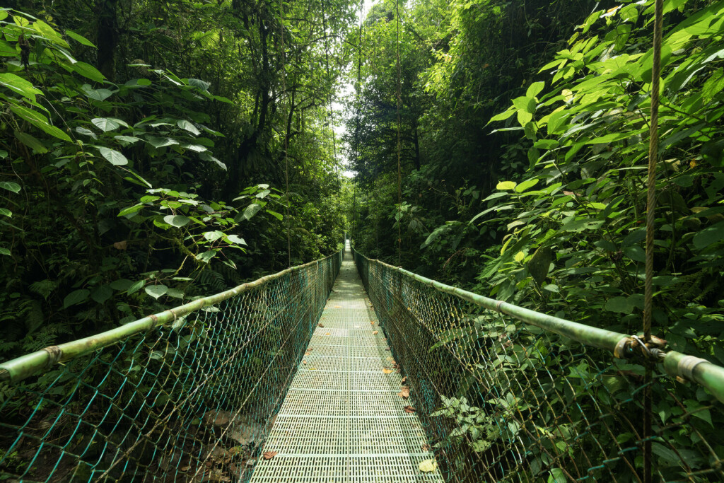View of narrow footbridge between green tropical trees located in jungle of Costa Rica TeoTarras_ID9935_300394_011 Copyright: xTeoxTarrasx