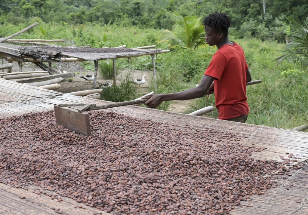 Landwirtschaft, Kakao Anbau Ivory Coast, Cocoa IVORY COAST, village Azagui , cocoa farming, drying of cocoa beans after fermentation *** ELFENBEINKUESTE, Dorf Azagui , Farm des Kakaobauer Ambroise N KOH, Trocknung der fermentierten Kakaobohnen Azagui Ivory Coast