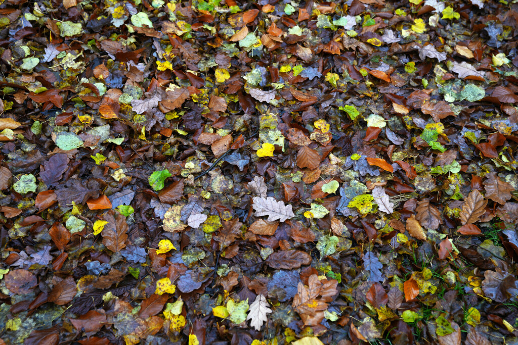 Uckermark GER, Deutschland, 20231119,Herbst in der Uckermark, *** Uckermark GER, Germany, 20231119,Autumn in the Uckermark,