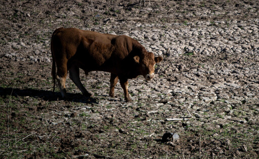 Dürre in Spanien Eine Kuh im Sau-Stausee, am 20. November 2023, in Vilanova de Sau, Barcelona, Katalonien, Spanien. Die Binnengewässer Kataloniens befinden sich seit acht Monaten in einer außergewöhnlichen Dürrephase. Der niedrige Füllstand der Stauseen, der bei 18,85 % ihrer Kapazität liegt, und die geringe Wahrscheinlichkeit von Regen in den kommenden Wochen haben die Regierung veranlasst, ein neues Maßnahmenpaket zur Verbrauchssteuerung zu verabschieden. Der Großraum Barcelona wird als einer der ersten von einem neuen Rahmen von Beschränkungen betroffen sein, die den Eintritt in die strengste Phase, die Notstandsphase, über den Dezember hinaus verlängern würden.